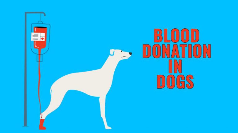 dog-blood-donation-and-dog-blood-types-petmoo