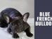 Blue French Bulldog