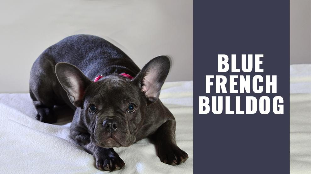 Blue French Bulldog - Must Know Facts About The Rare Breed - Petmoo