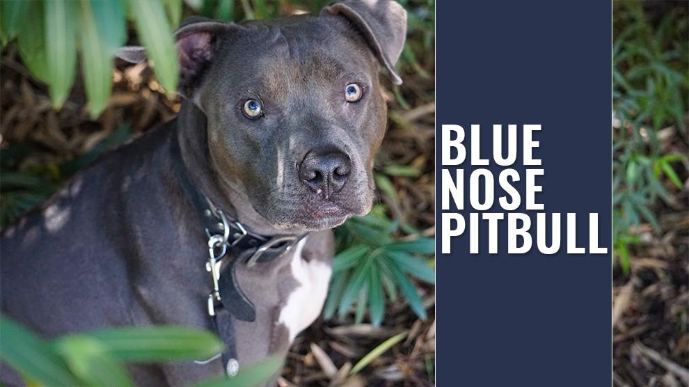 staffordshire blue nose pitbull