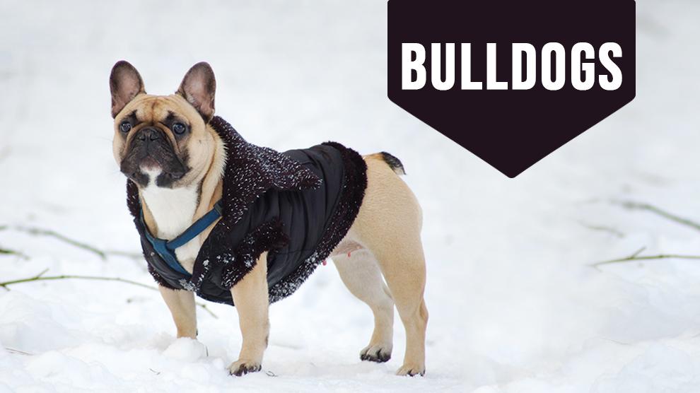 information about bulldog