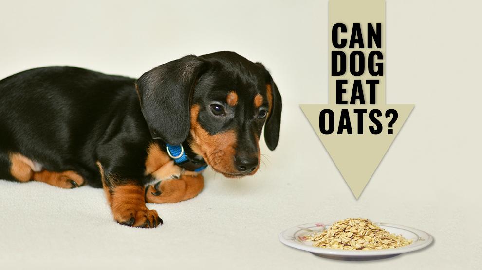 Can Dogs Eat Oatmeal Are Oats Good For Dogs Petmoo