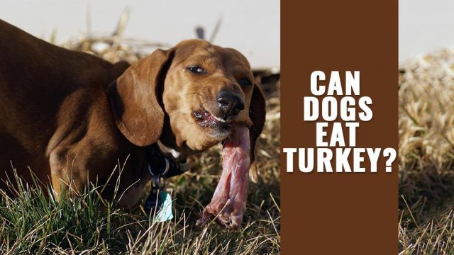 Can Dogs Eat Turkey? Check Out The Turkey Bones For Dogs - Petmoo