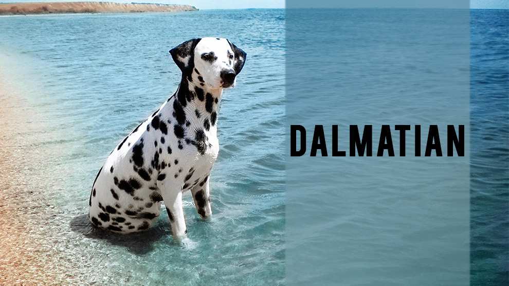 are dalmatians trainable