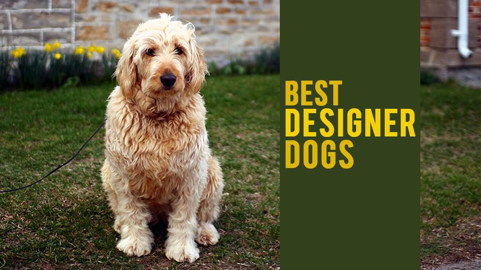 Designer Dogs - 11 Best Crossbred Dogs 