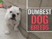 Dumbest Dog Breeds