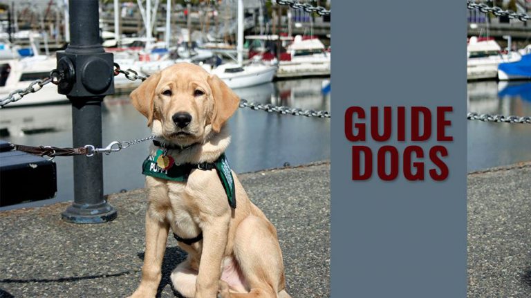 guide-dogs-for-the-visually-impaired-complete-guide-petmoo