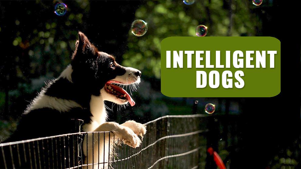 are dogs intelligent