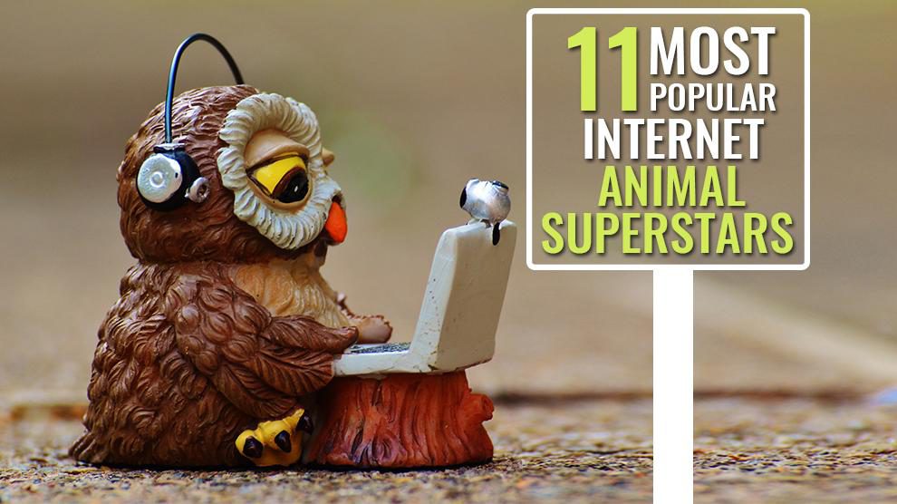 Internet Animal Superstars