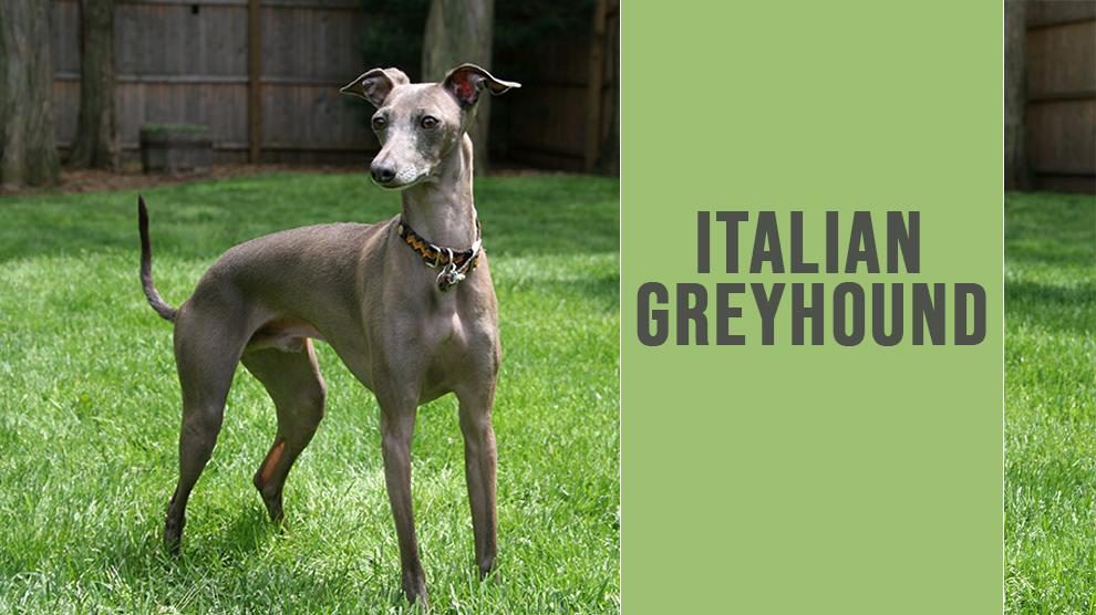 italian greyhound care