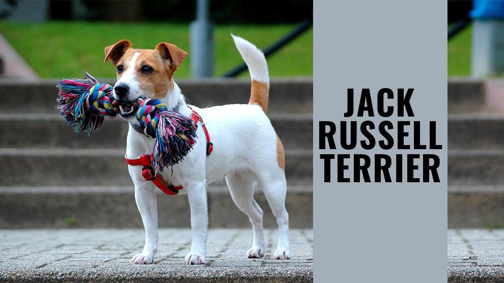 how to care for a beginner jack russell terrier