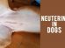 Neutering In Dogs