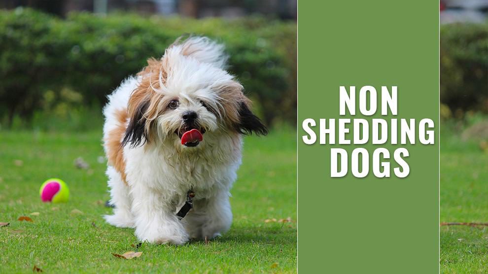 no shed puppies