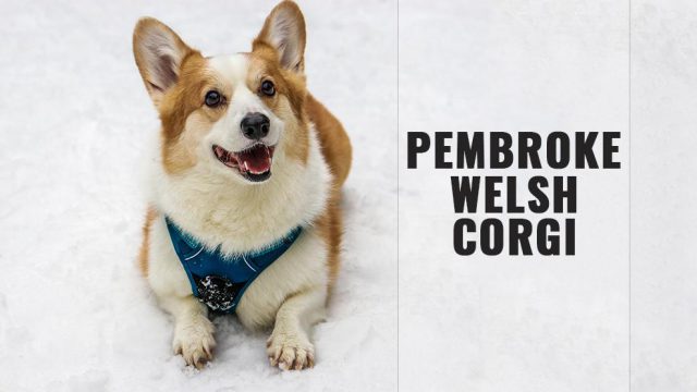 Pembroke Welsh Corgi Dog Breed Information And Traits - Petmoo