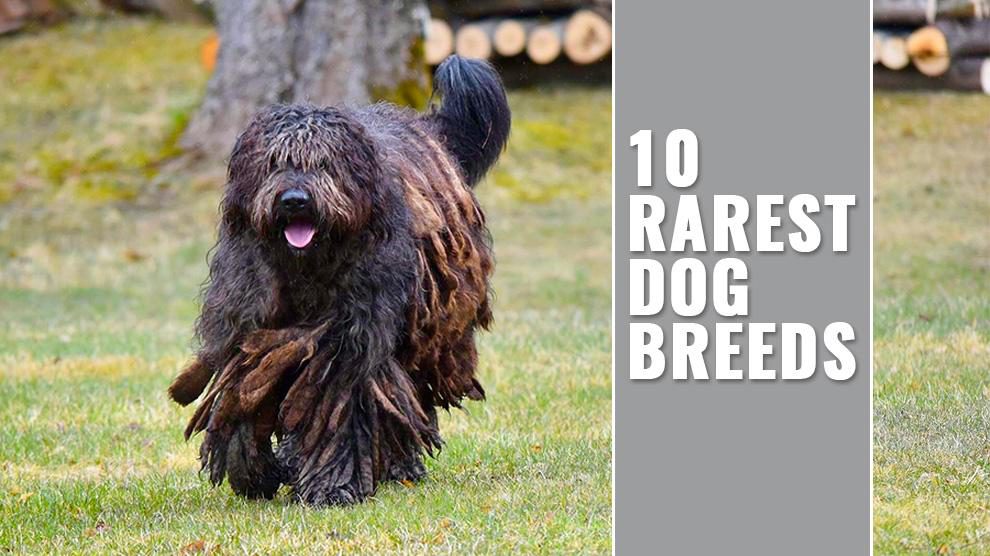 rarest dog breeds 2018