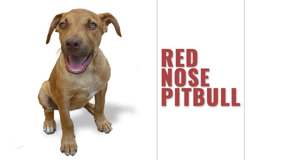 red nose pitbull mix