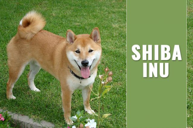 Shiba Inu