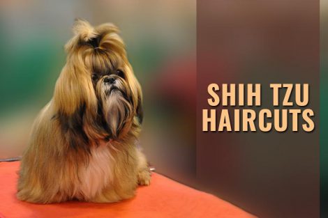 Shih Tzu Haircuts