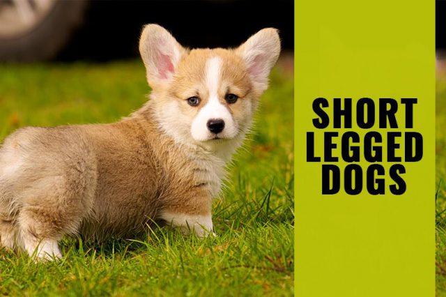 10 Cutest Small Dog Breeds - The Most Lovable Apartment Dogs - Petmoo