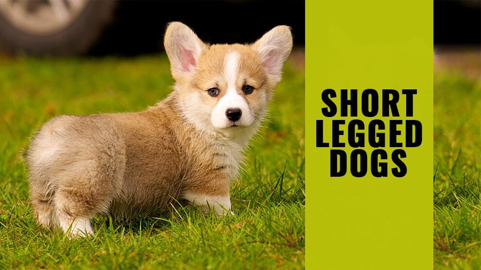 short dog breeds