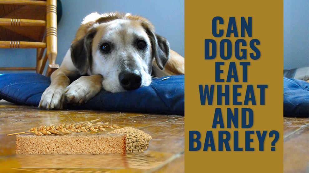 Can dogs have barley and rice