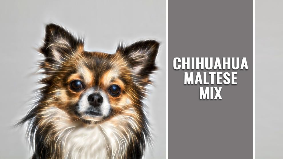 Maltese Chihuahua Mix Dog