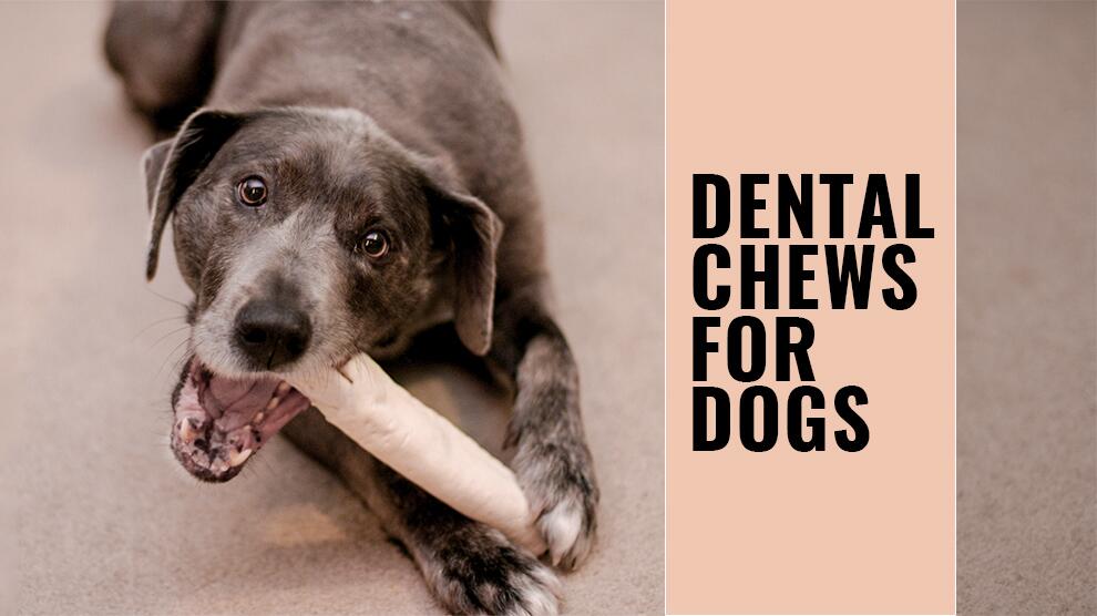 Top 5 Dental Chews For Dogs - Missed By Dog Owners - Petmoo