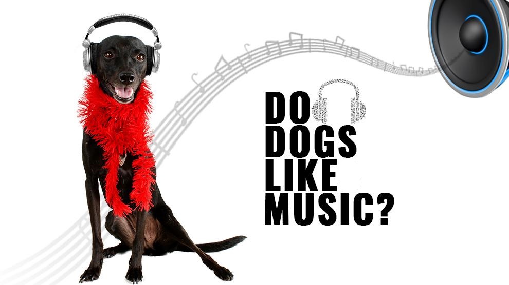 why do dogs love music