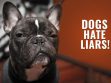 Dogs Hate Liars