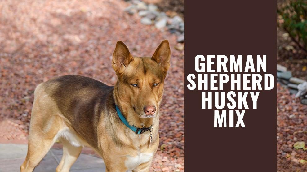 german shepherd rottweiler pitbull husky mix
