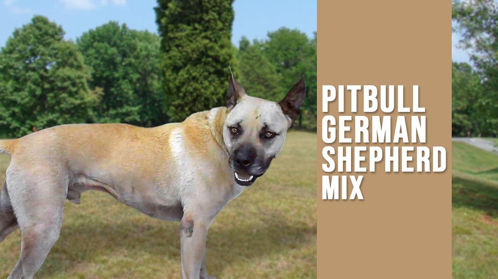 american pitbull terrier mix with german shepherd