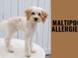 Maltipoo Allergies