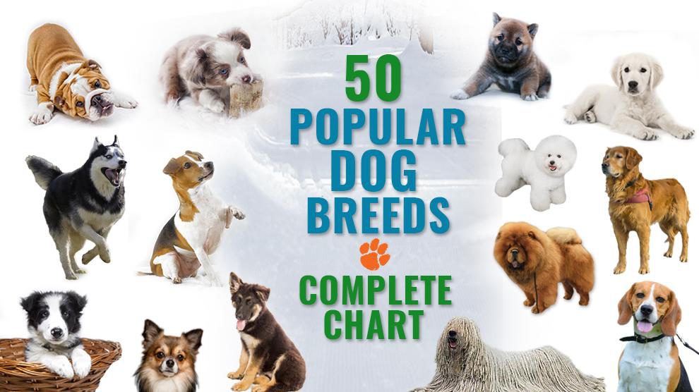 50 Of The Most Popular Dog Breeds 2022 Infographic Update Photos