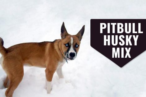 Pitbull Husky Mix 470x313 