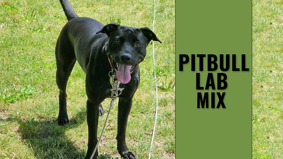 pitbull lab mix black