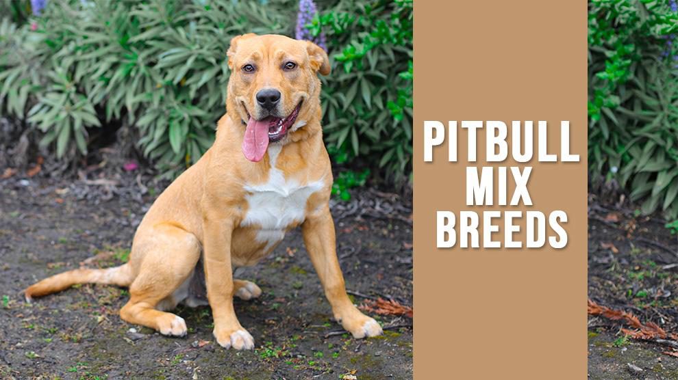 best pitbull mixes