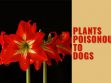 Plants Poisonous To Dogs