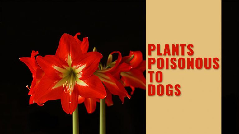 plants-poisonous-to-dogs-and-plants-non-toxic-to-dogs-petmoo