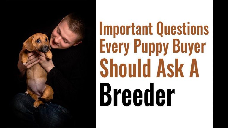 15 Important Questions To Ask A Breeder Before Buying A Puppy - Petmoo