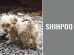 Shihpoo