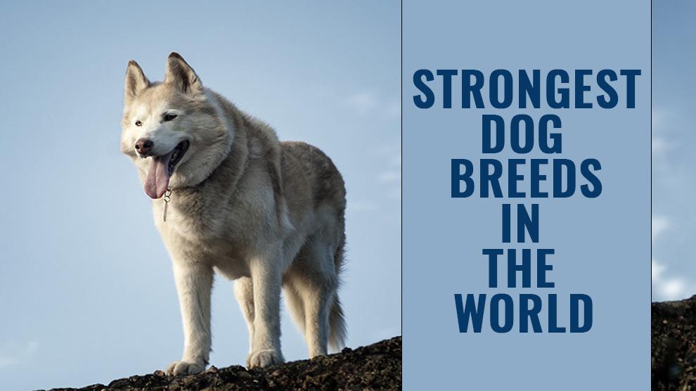 strongest medium sized dogs