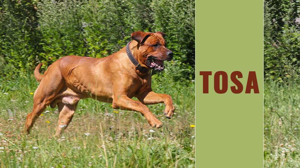 tosa dogs