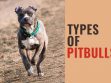 Types Of Pitbulls