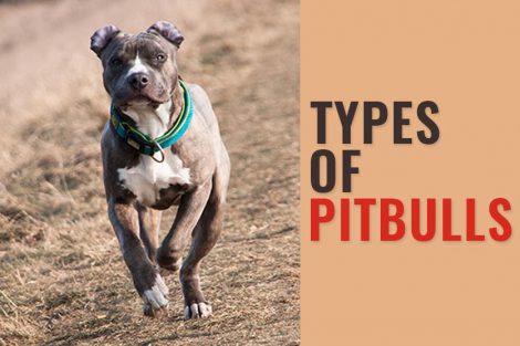 Pitbull Lab Mix - Complete Guide For A Bullador Owner - Petmoo