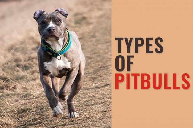 Red Nose Pitbull - 15 Must Know Facts Before You Own The Breed - Petmoo