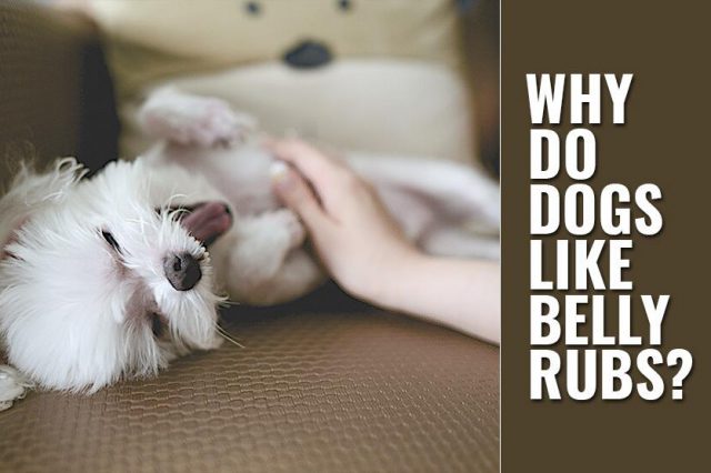 Why Do Dogs Like Belly Rubs?