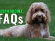 Aussiedoodle FAQs