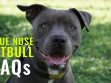 Blue Nose pitbull FAQs