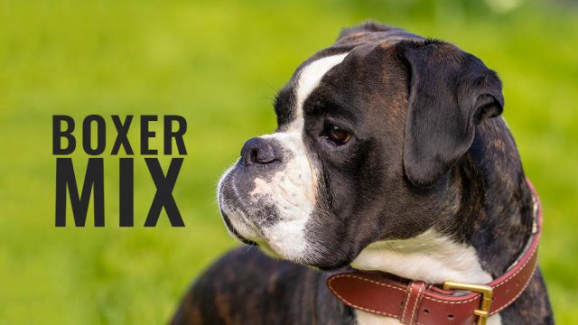 Boxer Mix Breeds - Complete Facts About 10 Boxer Dog Mixes - Petmoo