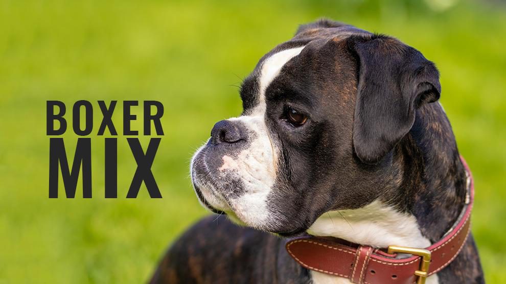 boxer mix dogs